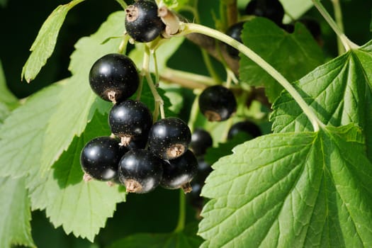 Fresh ripe black currant fruits and green leafs on currant branch