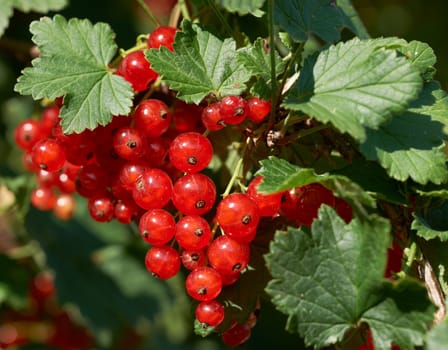 Red currant ripe fruit on plant branch