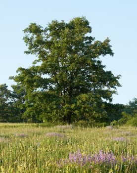 Lonely oak tree in spring meadow