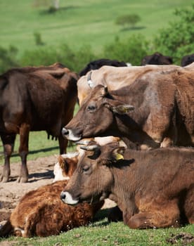 Flock of brown Bulgarian cows on green spring grass