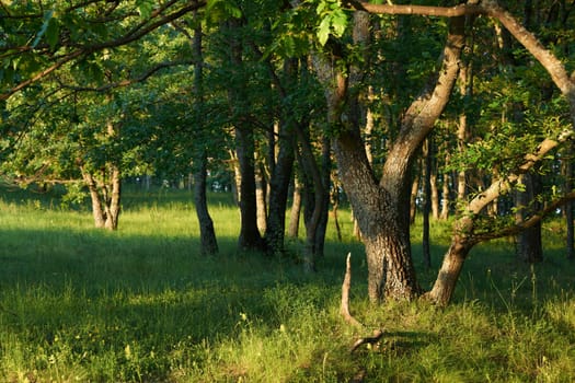 Greenery of spring season in European oak forest