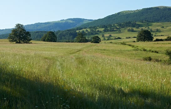 Summer landscape with green grass, oak trees and mountain ridges