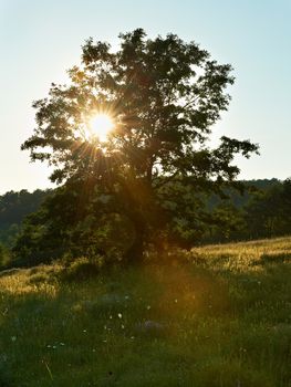 Lonely oak tree at sunset