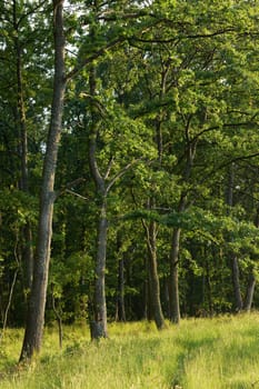 Greenery of spring season in European oak forest