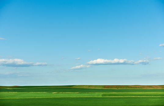 Cultivated land and blue sky in spring season, landscape from South Bulgaria, green wheat plantations