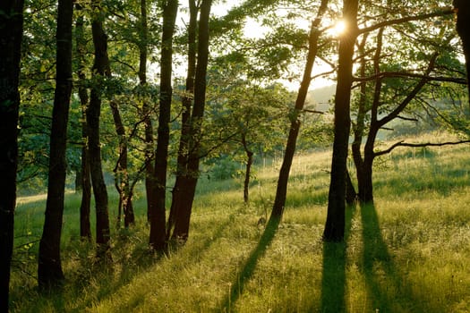 European oak trees in spring season at sunset