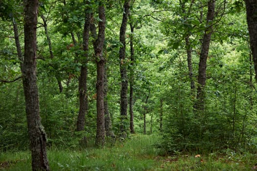 Greenery of spring season in European oak forest