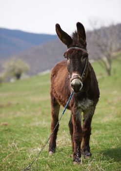 Brown donkey in early spring season, rural domesic animal