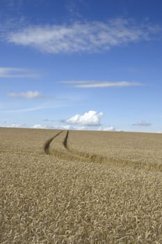 Tractor tracks through a crop of wheat with a cloudscape
