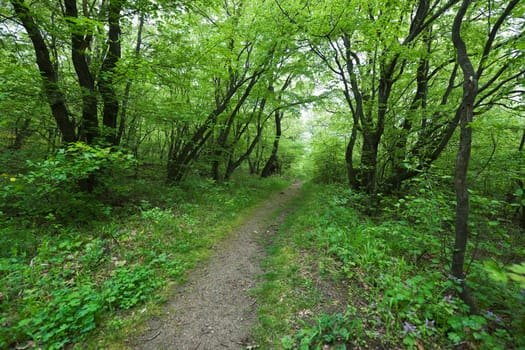 Green spring European forest with trail
