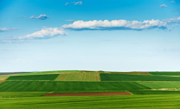 Cultivated land and blue sky in spring season, landscape from South Bulgaria, green wheat plantations