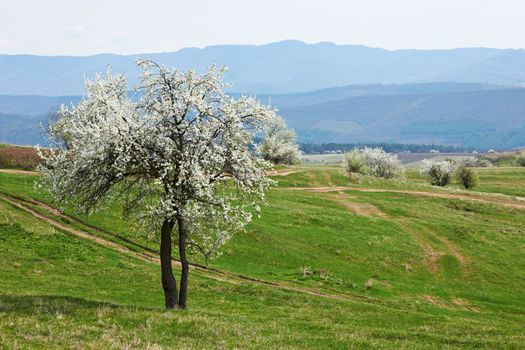 Blossom tree on green spring field and some mountains in the background