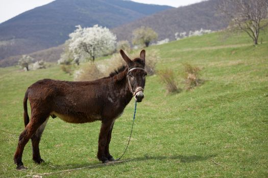 Domestic donkey on green spring field with blossom tree in the background