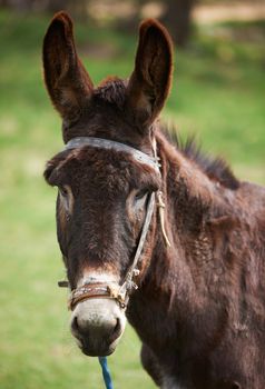 Head portrait of brown domestic donkey on green spring grass