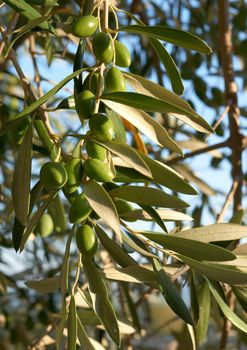 Green olive fruits and leaves on olive-tree from South France