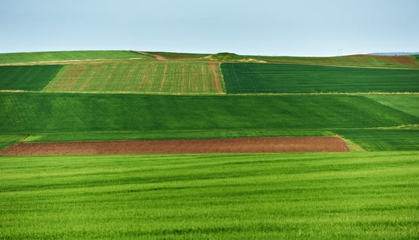 Cultivated land in spring season, landscape from South Bulgaria, green wheat plantations