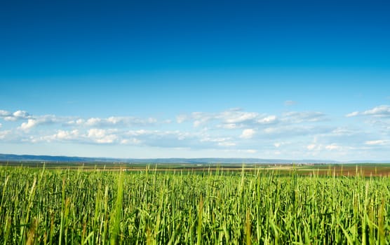 Plantation of wheat in early spring season