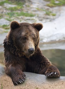 European bron bear making his bath at the river