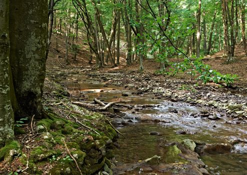 European oak forest in summer and mountain stream