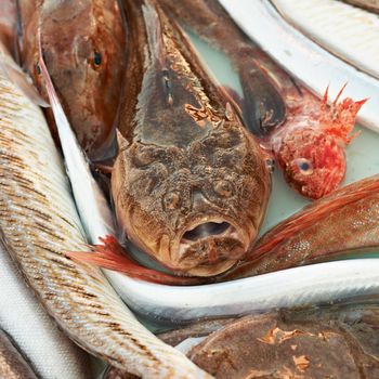 Fresh catch for sale on fish market of Marseille, Mediterranean France