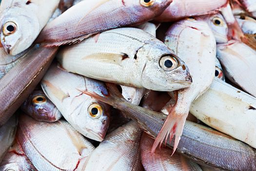 Fresh mediterranean fish for sale on market stall in France