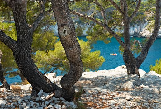 Blue water and Mediterranean pine trees imn the bay of Calanque de Cassis, Mediterranean France, region PACA