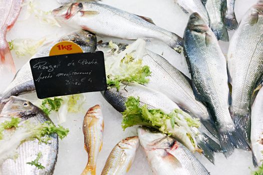 Fresh mediterranean fish for sale at Aix en Provence market