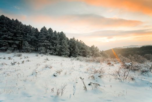 Sunset sky over pine forest in Bulgarian Balkan mountains