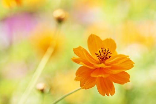 Colorful summer flower with beautiful background blur