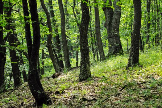 Green summer european oak forest