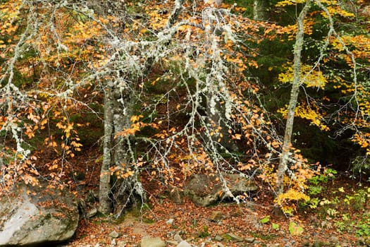 Autumn beech forest and trees with lichen on branches in Rhodope mountains, Bulgaria