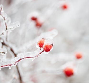 Frozen fruit of winter briar, covered with ice
