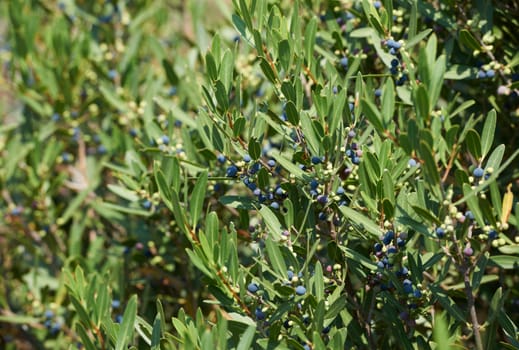 Wild olive called Oleaster in South France