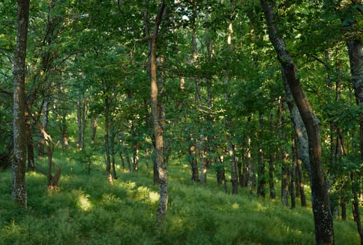 Green summer european oak forest