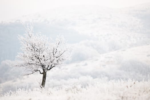 Frozen tree covered with ffrost in extremely cold winter day