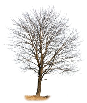 Oak tree in winter without leaves isolated on white