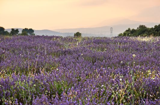 Lavender blossoms in Lavandula Officinalis plantation in Southern France, French Provence