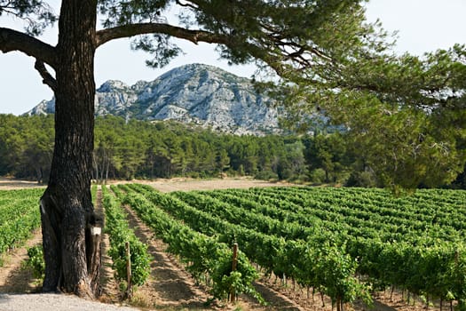 Vineard and pine tree in French Provence, region PACA