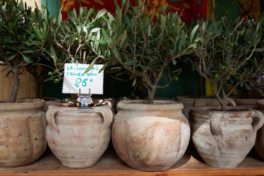 Little bonsai olive trees for sale in Provnece market, South France