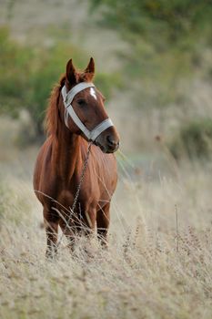 Domestic farm animal, tied horse in grass