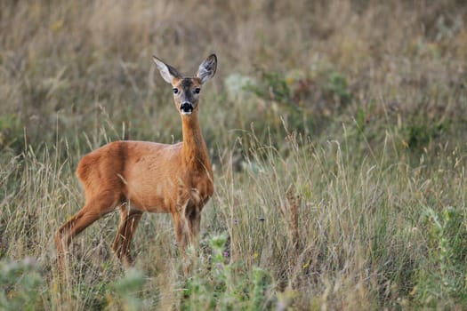 Female European roe-deer in late summer grass looking at the camera