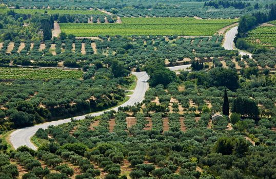 Provence scenery with road between olive gardens in South France