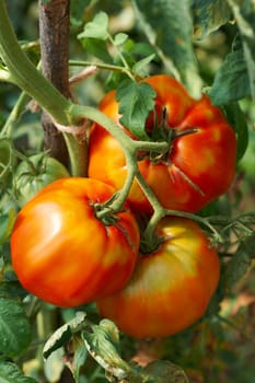 Three bhig ripe tomatoes in rural garden