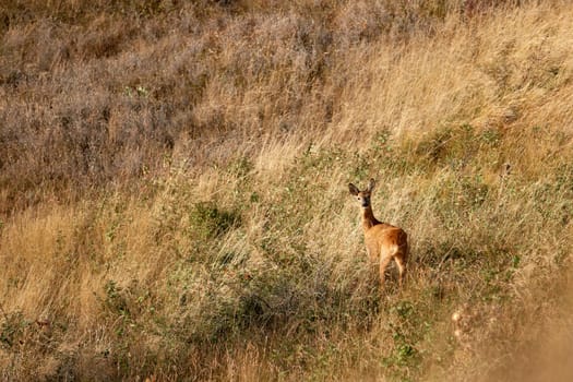 European roe-deer in late summer grass at sunset