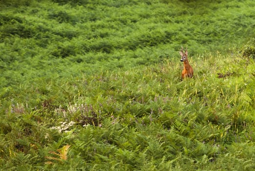 Male European roe-deer in green summer vegetation looking for the female