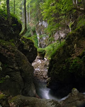 Mountain scenery with green spring forest vegetation and stream