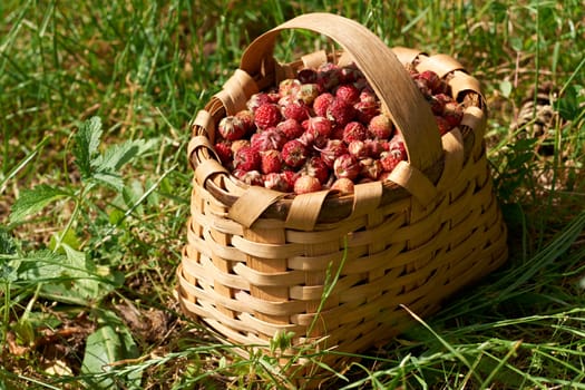 Traditional wooden basked full with ripe wild straberries on green gras