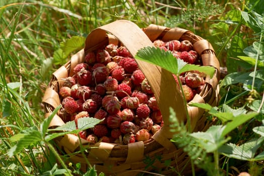 Ripe red wild strawberries in traditional wooden basked