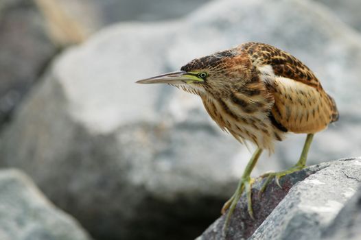 Strange ugly bird with long bill