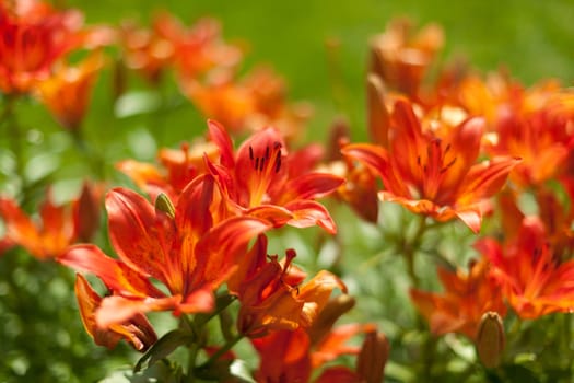 Background of summer red flowers blossoms with beautiful out of focus blur